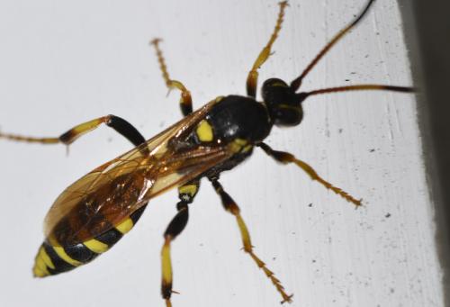 Réf. 289 943 : Ichneumon xanthorius